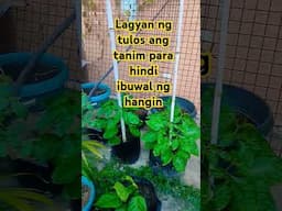 Tulos sa tanim para hindi mabuwal #fypシ゚ #containergardening @LateGrower