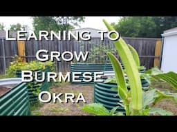 Learning to Grow || Burmese Okra