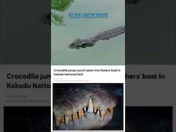 Crocodile Attacks Fisherman in Australia