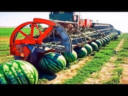 World's Largest Watermelon & Aloe Vera Cultivation Farm - Watermelon Harvest & Processing Machines