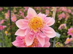 Dahlia Floret Seedling Patch