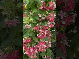 𝘾𝙤𝙢𝙗𝙧𝙚𝙩𝙪𝙢 𝙞𝙣𝙙𝙞𝙘𝙪𝙢/Rangoon creeper(double-flowered) Madhumalti/Drunken Sailor/Akar suloh/Red Jasmine