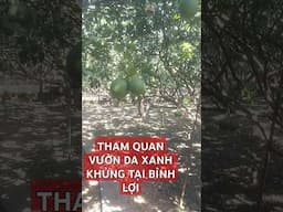 KỸ THUẬT TRỒNG BƯỞI DA XANH