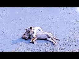 The Puppy Hugged His Motionless Brother's Body And Begged Strangers Not To Drive Over...