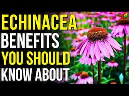 7 Benefits of Echinacea You Should Know! | Echinacea Health Benefits