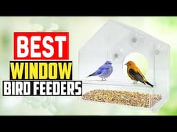 ✅Top 5 Best Window Bird Feeders in 2025