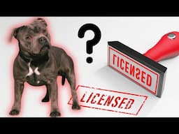 Should Owning a Staffy Require a License?