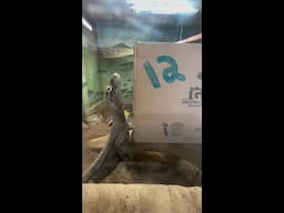 Komodo Dragon Birthday