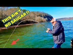 SURPRISE CATCH trying to CATCH A SAUGER !!