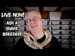 Live Now!  Ask A Ball Python Breeder!  Ask Me Anything!