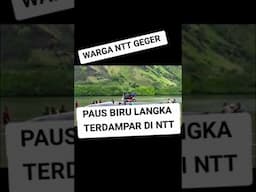 PAUS BIRU TERDAMPAR DI NTT HEBOHKAN WARGA SEKITAR 😯😯😯