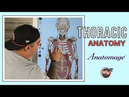 Thoracic Anatomy - Anatomage Table