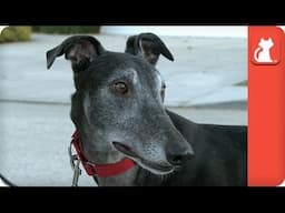 Magilla the High Prey Greyhound - Tails of Hope