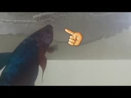 Reproduccion exitosa del Pez Betta