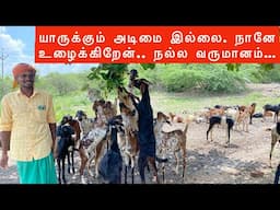 மேய்ச்சல் முறை கொடி ஆடு வளர்ப்பு திருநெல்வேலி மாவட்டம்