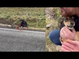 Two terrified puppies, abandoned by the road, crying in my arms with relief as we rescued them...