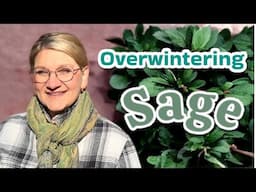 How to Overwinter Sage in Cold Climates