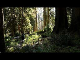 Silent Hiking the Enchanted Valley in Olympic National Park