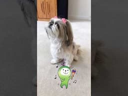 Shih Tzu Dog vs. Squeaky Toy: Howling Barking Madness! 🤣 #shorts #shihtzu