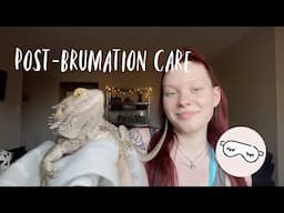 Post-Brumation: What to do for your Bearded Dragon after Brumation!