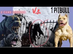 1 Pitbull vs  2 Cane Corso's: Intense dangerous Dog Fight Erupts! Graphic