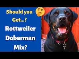 Rottweiler Doberman Pinscher Mixed Breed (RotterMan) | Should you Get it for your Family?