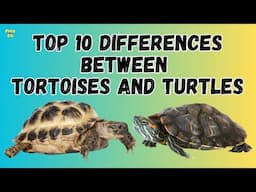 Top 10 Differences Between Tortoises and Turtles | Tortoises vs Turtles | Pets and Us