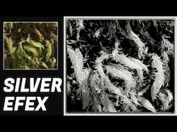 SIMPLE SILVER EFEX TUTORIAL - N°1   Best Plug In For Black And White Photo conversion and Editing ।