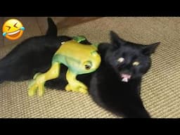 Funniest Animals 2024 😂 Best Funny Cats and Dogs Videos 😻🐶 Part 31