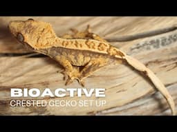 Bioactive Crested Gecko Set Up