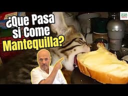 🆘 ¿LOS GATOS PUEDEN COMER MANTEQUILLA? ¿QUE PASA SI LO HACEN? 🆘