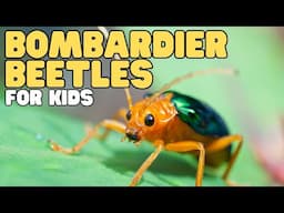 Bombardier Beetles for Kids | Learn about these stinky bugs