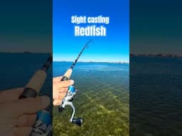 Sight Casting Redfish 🎣  #fishing #redfish #fishingvideo