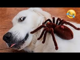 Funniest Animal Moments 2023 😂 Funniest Cats and Dogs 😺🐶 Ep 108 | Funny Pet