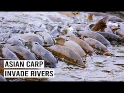 The Fight Against America’s Most Hated Fish: Asian Carp