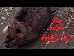 When Beaver's Attack | Worlds Angriest Beaver