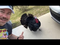 Stalker Turkey Attacks Me While Helping My friend OmarGoshTV with Electrical Projects!