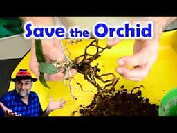 Common Orchid Problems and How to Solve Them