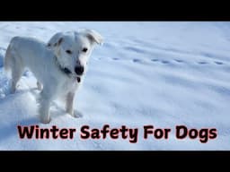 How to Keep Your Dog Safe in the Winter: Essential Tips for Pet Owners