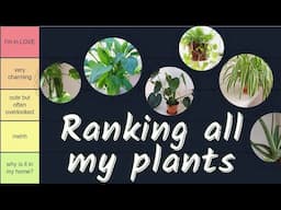 Tier Ranking All My Houseplants While Potting Up Cuttings!