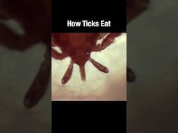 How ticks eat #short