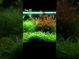 Amazing Aquarium Timelapse!