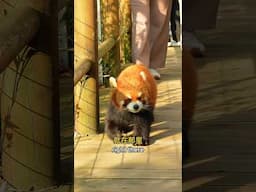 Seeing Red Pandas in China for the First Time 🇨🇳