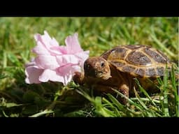 Baby Russian tortoise eating a cherry blossum