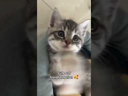 Funny Cat Cute Transformation #shorts