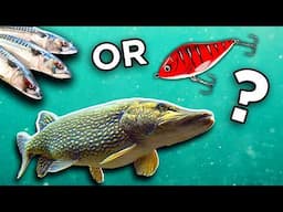 BIG PIKE Challenge - Lures or Deadbaits?