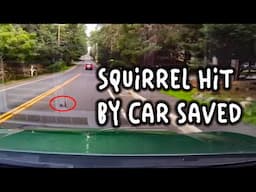 Squirrel hit by car - happy ending!