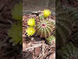 Hardy Cactus in Bloom.. I think it's a type of hedgehog cactus..  Zone 6B #cactus #succulent