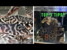 How to Breed Hypancistrus L333 King Tiger Pleco