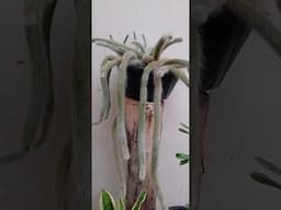 #plantas de Sol pleno RABO DE MACACO #shorts #plants